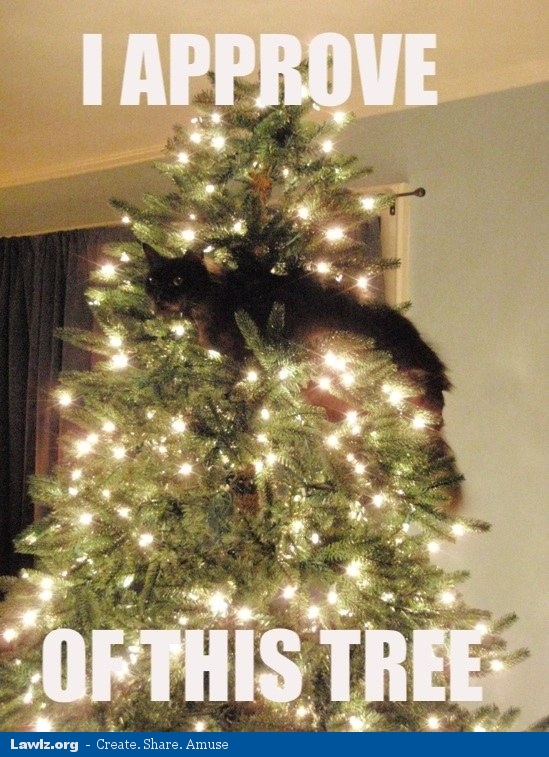 i-approve-of-this-tree-christmas-cat-meme